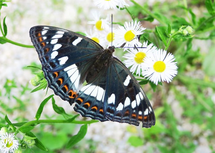Poplar Admiral butterfly blog post