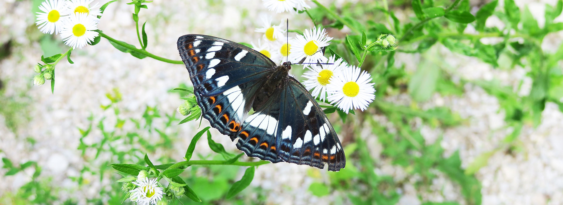 Poplar Admiral butterfly blog post