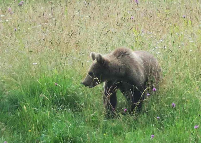 Slovenian bear