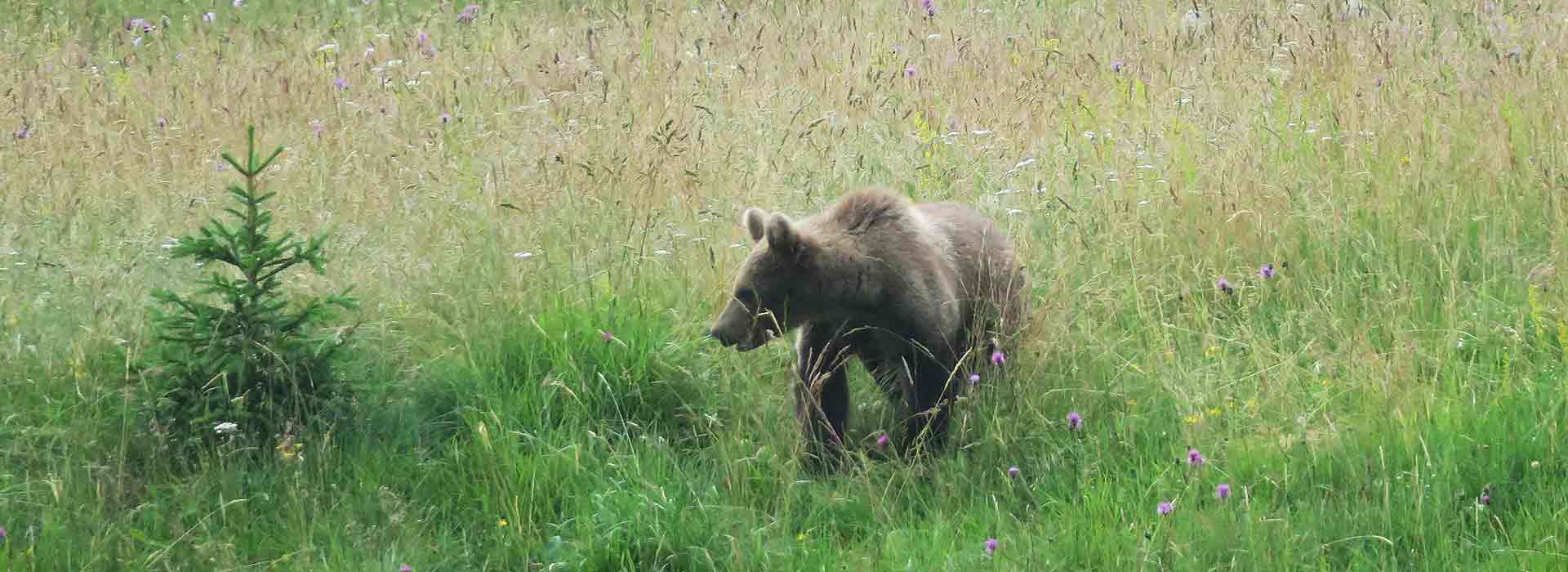 Slovenian bear