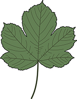 Sycamore maple leaf