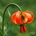 Carniolan lily in Slovenia