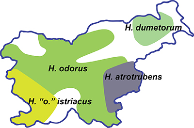 Distribution of Helleborus species in Slovenia