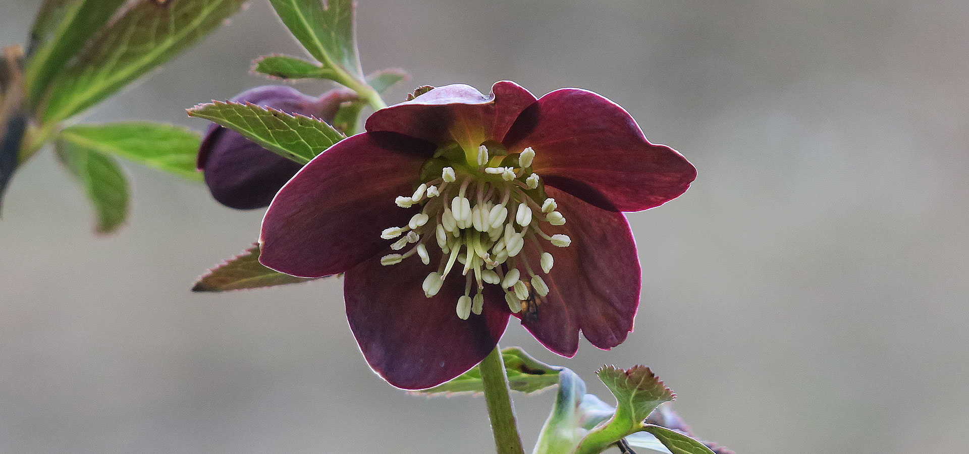 Hellebore and Christmas rose in Slovenia