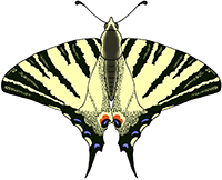 Scarce swallowtail