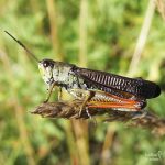 Stauroderus scalaris, a grasshopper on mount Slivnica in Slovenia