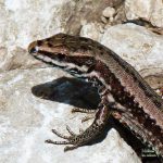 Wall lizard in Slovenia