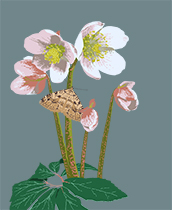 Helleborus niger