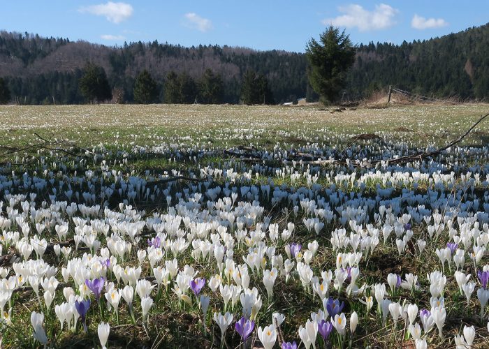 Wild Crocus in Slovenia