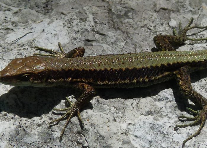 Iberolacerta horvathi, Horvaths' Rock Lizard