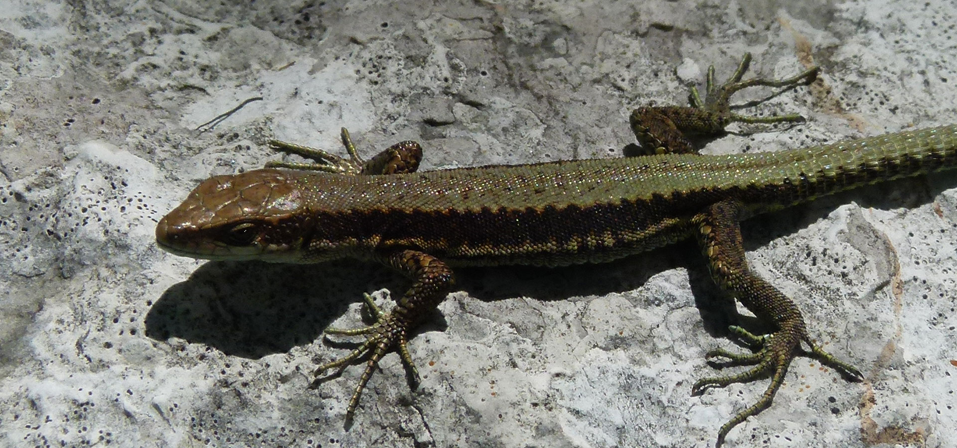Iberolacerta horvathi, Horvaths' Rock Lizard