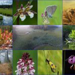 Wild-flowers-along-the-Bloscica-stream-a one-day tour with Nature in colour in Slovenia