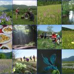 Flowers-and-butterflies-tour-in-Slovenia