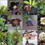 Helleborus in Slovenia
