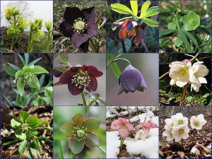 Helleborus in Slovenia
