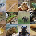 Reptile tour in Slovenia