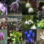 Spring flowers in Slovenia