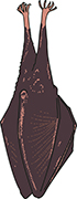 A sleeping Lesser horseshoe bat