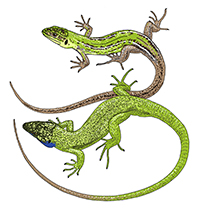 Green lizards