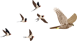 Barnswallows mobbing a sparrowhawk