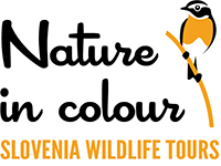 Nature in colour Slovenia wildlife tours logo