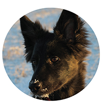 Vranja, Dutch shepherd and assistant nature guide in training