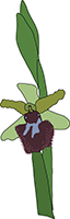 Early spider orchid in Slovenia